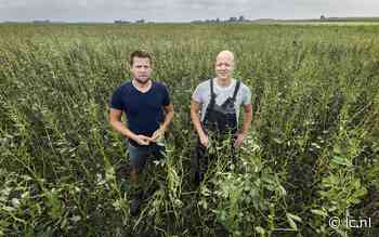 Het gemengde landbouwbedrijf van de broers Grijpma uit Warfstermolen is een zeldzaamheid in Nederland: 'We wurde hieltyd kringloopfreonliker' - Leeuwarder Courant