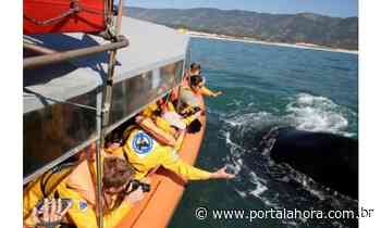 Pesquisadores avaliam, neste final de semana, em Imbituba, os efeitos do Turismo de Observação Embarcado no comportamento das baleias - Portal AHora