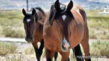 Are fertility measures working on wild horses in the Virginia Range? It depends who you ask