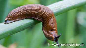 Tiere - Hilpoltstein - Heißes Sommerwetter bringt Schnecken den Tod - Bayern - Süddeutsche Zeitung - SZ.de