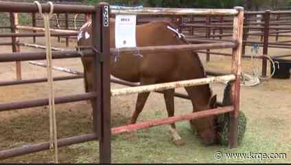 Buckaroos, Bites, and Brews event finding homes for horses