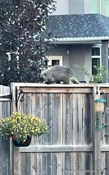 Close encounter of the spiky kind – Brandon Sun - The Brandon Sun