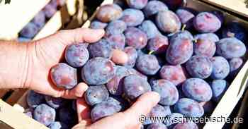 Lindau: Hier gibt es Zwetschgen vom Bodensee - Schwäbische