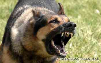 Ragazzino passeggia e viene azzannato da un cane: corsa in ospedale - L'Occhio di Caserta