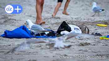 Möwenplage in Stralsund?: Vögel werden immer dicker – und dreister - Ostsee Zeitung