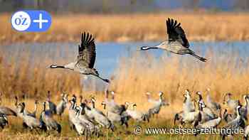 Erste Kraniche da: Wo bleibt das Kranichzentrum in Günz bei Stralsund? - Ostsee Zeitung