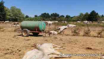 Mucche morte a Sommariva Bosco, Moretta e Bra: la siccità ha reso il sorgo velenoso - Cuneocronaca.it
