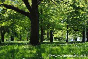 Il Comune deve abbattere alcuni alberi danneggiati - Comune di Bra