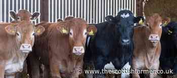 Round up of special sales to include Ayr, Thainstone and Stirling - The Scottish Farmer