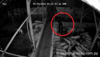 Hombres faenaron cerdos y terminaron presos en Itapúa Poty - radiomarandu.com.py