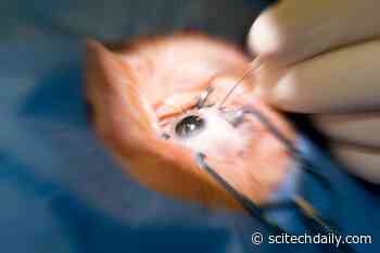 Not Harmless Toys: Paintball Guns Are More Dangerous Than Previously Thought