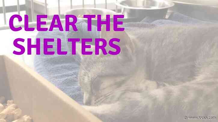 APA! adoption fees waived at Clear the Shelters next weekend