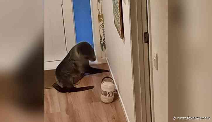 Seal breaks into New Zealand home, traumatizes family cat
