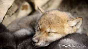 Wolfsmama tappt in Fotofalle: Nachwuchs bei wild lebenden Wölfen im Veldensteiner Forst - Merkur.de