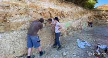 Hinweise auf Millionen Jahre altes Leben bei Grabungen in Bruchsal entdeckt - BNN - Badische Neueste Nachrichten