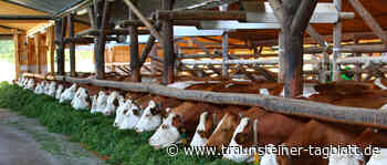 Landkreis Traunstein: Landwirtschaftsamt intensiviert Tierwohlberatung - Traunsteiner Tagblatt