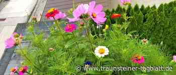 Zahlreiche spannende Einsendungen zum Fotowettbewerb der Stadt für blühende Gärten und Wiesen - Traunsteiner Tagblatt
