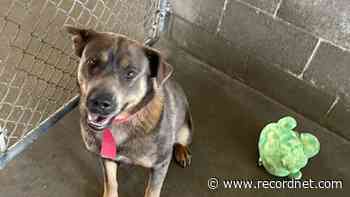 Lexi is a Labrador mix available for adoption at the Delta Humane Society - Stockton Record