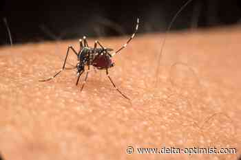 Online poll: Mosquitoes take a bite out of Deltans' summer - Delta Optimist