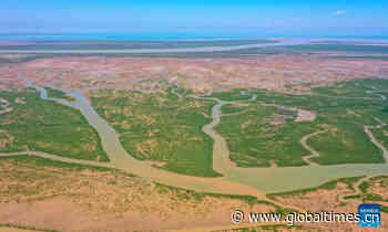 Scenery of Yellow River Delta National Nature Reserve, E China's Shandong - Global Times