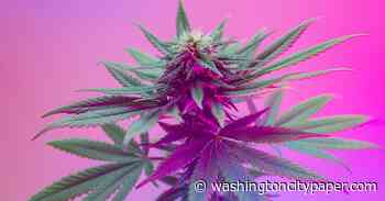 Delta 8 Brands to Avoid & Best Delta 8 THC on Reddit [Trustworthy Delta 8 Brands Reviewed] - Washington City Paper