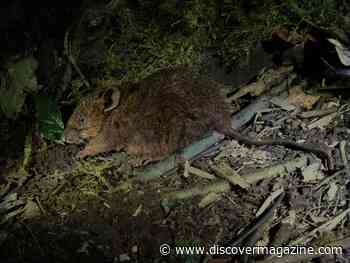 New Species Of Shrew-Like Mouse Could Save Endangered Philippine Eagles