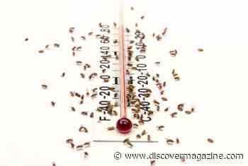 Warm Weather Makes Fruit Flies Sleepy, and Biology is to Blame