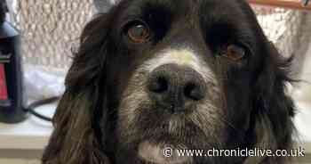 Durham dog owner's desperate appeal for information almost one month after beloved pet 'set on fire'