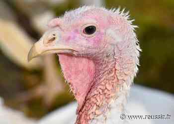 Volaille | Grippe aviaire : un nouveau cas en Bretagne, près de Ploermel - Réussir