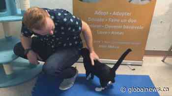 Animal rescue in Moncton gets new name, new program - Global News