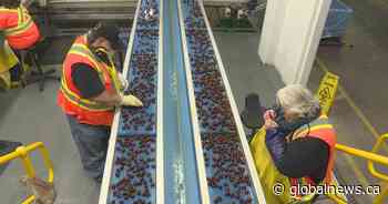 BC Tree Fruits announces packinghouse move: ‘Oliver is the right place for us’ - Global News