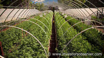Aurora Cannabis Inc (ACB) is lower by 3.03% Friday In Premarket Trading - InvestorsObserver