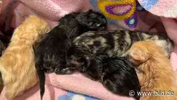 Gequält, ausgesetzt, gestorben: Polizei sucht Katzen-Killer von Marl - BILD