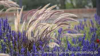 Gräser im Garten: Die besten Arten für Sonne und Schatten