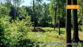 Neu-Ulm: Der Weg ist frei für den ersten Waldkindergarten ? doch es gibt ein Problem | Neu-Ulmer Zeitung - Augsburger Allgemeine