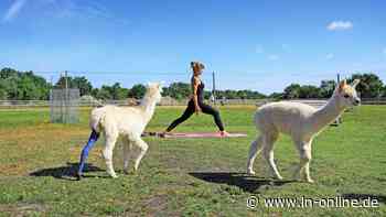 LN-Podcast "Küstengeflüster": So funktioniert Alpaka-Yoga auf Fehmarn - Lübecker Nachrichten