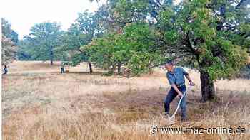 Sensen lernen: So wird man in Wittenberge zum Sensenmann - Märkische Allgemeine Zeitung