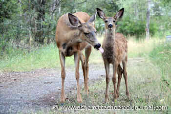 Conservation officer asks for mindfulness toward deer - Ashcroft Cache Creek Journal
