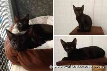 Two pairs of kittens looking for loving homes