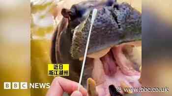 Covid in China: Hippo, fish and crabs get PCR tests