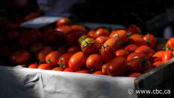 How tomatoes, once thought to be toxic, became a globally beloved food