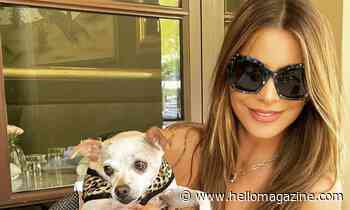 AGT's Sofia Vergara sets hearts racing in incredible bejewelled corset - HELLO!