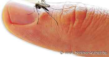 Mücken vertreiben: 6 Tricks, die WIRKLICH funktionieren – ganz ohne Chemie! - Berliner Kurier