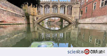 Chemie: Schwimmendes Kunstblatt produziert Biotreibstoffe - ORF