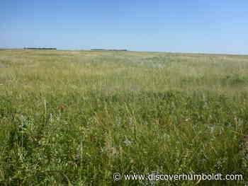 Large grassland region conserved in Saskatchewan - DiscoverHumboldt.com