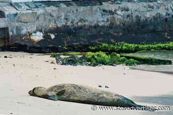 Officials are challenged with educating the public about protecting endangered Hawaiian monk seals