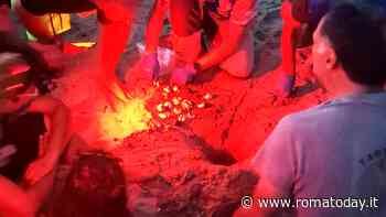 Ad Anzio si schiudono le uova di tartaruga Caretta Caretta