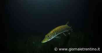 Chi pesca il luccio più grande? Sul lago di Garda torna la sfida più «gustosa» - Trentino