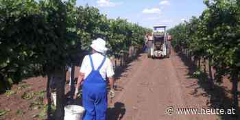 Macht der Klimawandel Wiener Weine fad und teuer? - Heute.at
