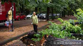 "Alberi pericolosi? No, se tutelati Le Piagge polmone verde di Pisa" - LA NAZIONE